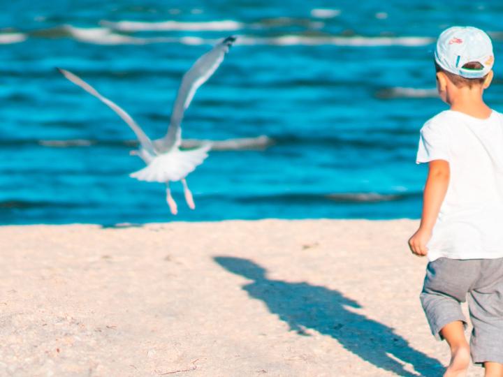 Un enfant regardant une mouette sur une plage (c) Alexandr Podvalny