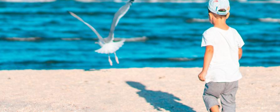 Un enfant regardant une mouette sur une plage