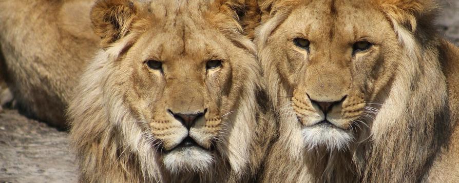 Lions (c) Aboeka
