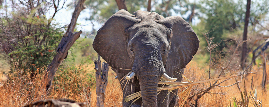 Des éléphants en Afrique du sud