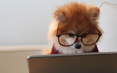Un petit chien consultant une tablette