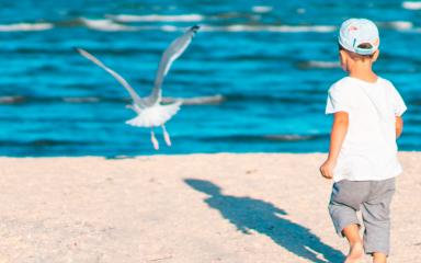 Un enfant regardant une mouette sur une plage (c) Alexandr Podvalny