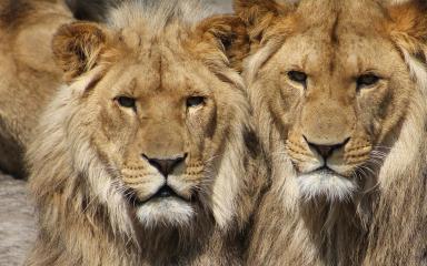 Lions (c) Aboeka